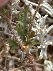 Erodium