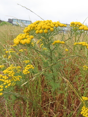 Oncosiphon suffruticosus