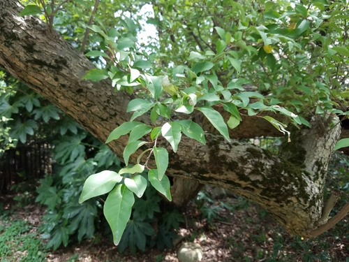 Elaeagnus multiflora, photograph 3