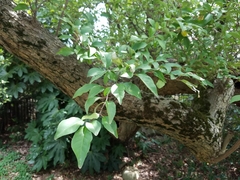 Elaeagnus multiflora