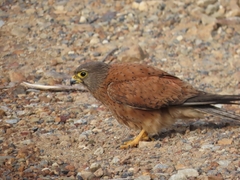 Falco rupicolus