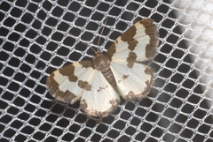 Lomaspilis marginata