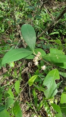 Tricalysia sonderiana
