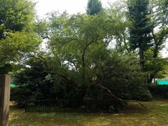 Elaeagnus multiflora