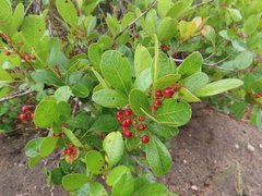 Searsia laevigata