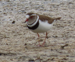 Charadrius tricollaris