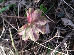Alchemilla vulgaris