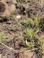 Afroaster serrulatus