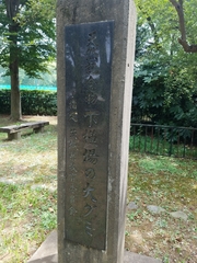 Elaeagnus multiflora