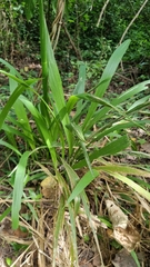 Setaria megaphylla