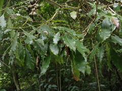 Lithocarpus hancei