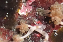 Hydrocoryne bodegensis