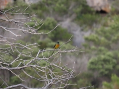 Anthobaphes violacea