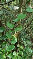 Cissampelos torulosa