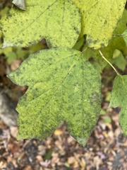 Viburnaceae