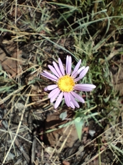 Afroaster serrulatus