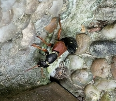 Staphylinus caesareus