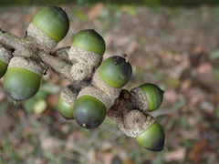 Lithocarpus hancei
