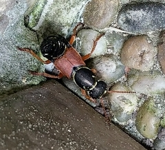 Staphylinus caesareus