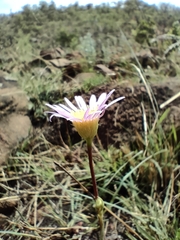 Afroaster serrulatus