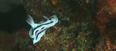 Chromodoris lochi