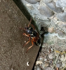 Staphylinus caesareus