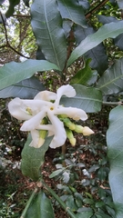 Tabernaemontana ventricosa