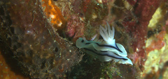 Chromodoris lochi