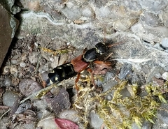 Staphylinus caesareus