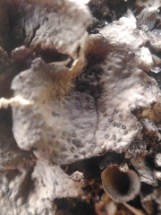Umbilicaria deusta