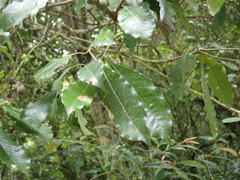 Lithocarpus hancei