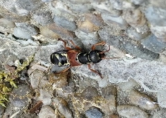 Staphylinus caesareus