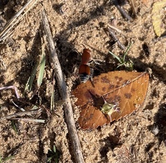 Dasymutilla ursus