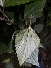 Sinomantis denticulata