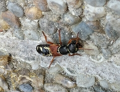 Staphylinus caesareus