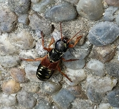 Staphylinus caesareus