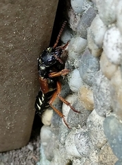 Staphylinus caesareus