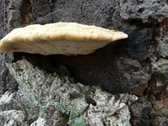 Pseudospongipellis unicolor