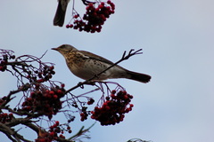 Turdus pilaris