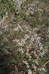 Goniolimon tataricum