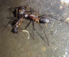 Camponotus etiolipes