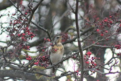 Turdus pilaris