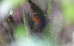 Acropternis orthonyx