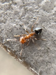 Crematogaster laeviuscula
