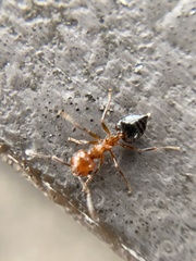 Crematogaster laeviuscula