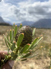 Leucadendron chamelaea