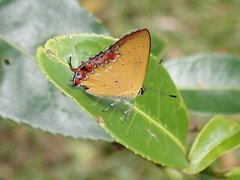 Heliophorus ila
