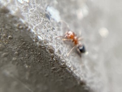 Crematogaster laeviuscula