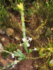 Struthiola