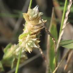 Gomphrenoideae